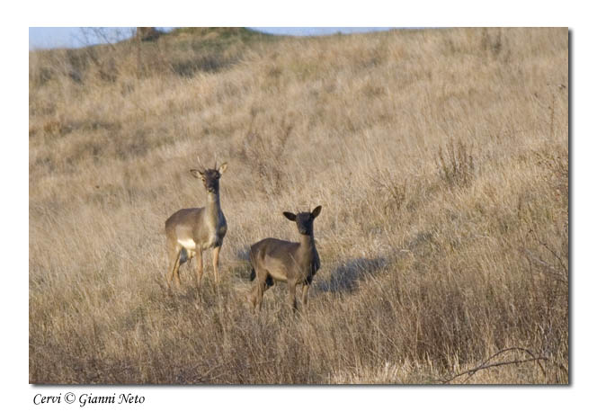 cervi Cervus elaphus